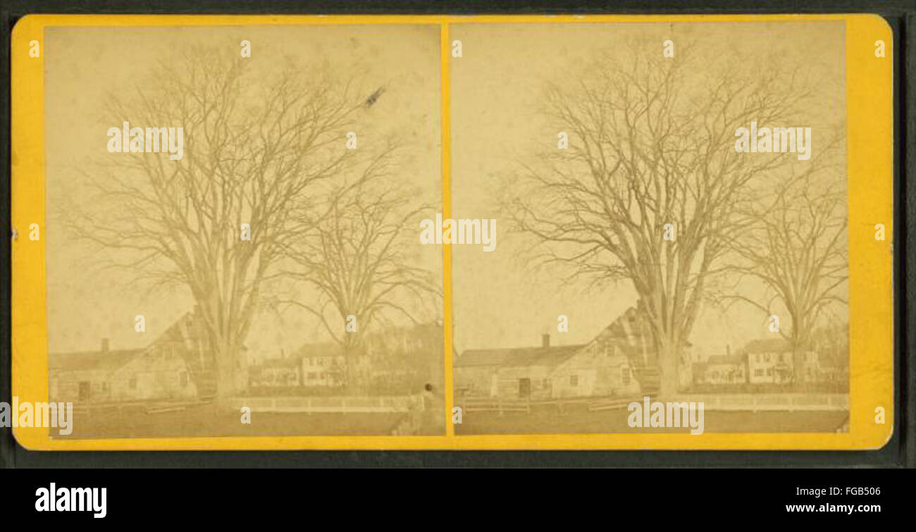 Une photographie de John Lyman Lovell montrant un grand arbre, peut-être le Big Elm, devant une grange. L'image capture le paysage rural avec l'arbre emblématique comme point focal. Banque D'Images
