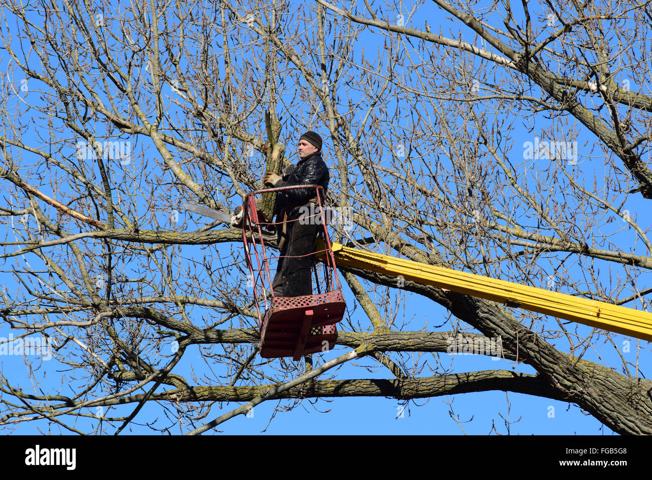 L'élagage des arbres à l'aide d'un bras de levage. La tronçonneuse des branches inutiles de l'arbre. La mise en ordre de parcs et jardins. Banque D'Images