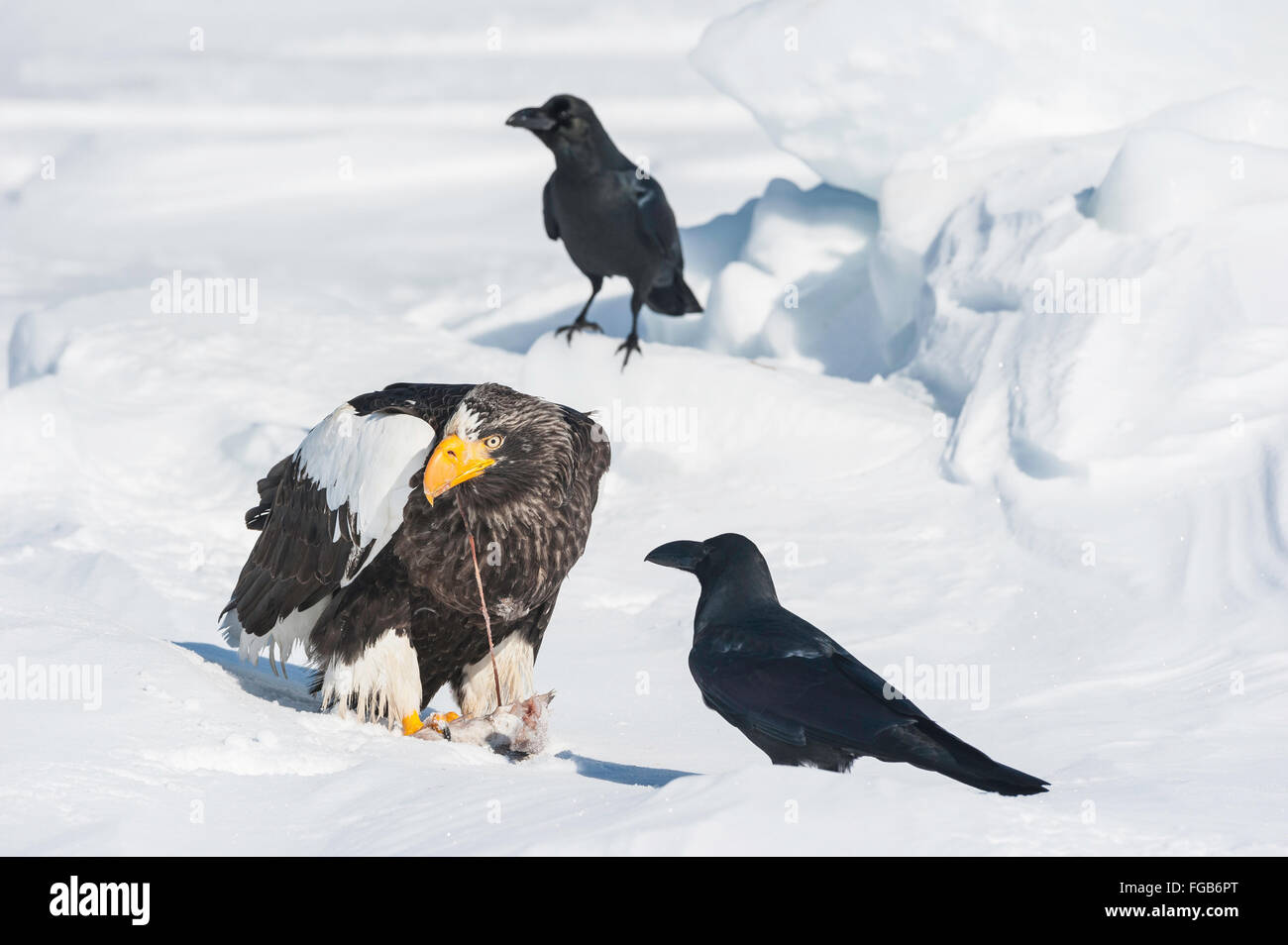 L'aigle de mer de Steller Haliaeetus pelagicus, manger du poisson, avec Jungle Crow Corvus macrorhynchos, japonensis, Rausu, Hokkaido, Japon Banque D'Images