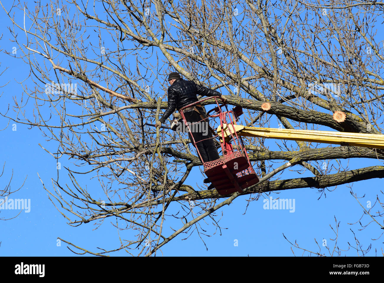 L'élagage des arbres à l'aide d'un bras de levage. La tronçonneuse des branches inutiles de l'arbre. La mise en ordre de parcs et jardins. Banque D'Images