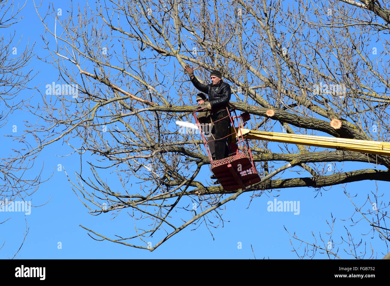 L'élagage des arbres à l'aide d'un bras de levage. La tronçonneuse des branches inutiles de l'arbre. La mise en ordre de parcs et jardins. Banque D'Images