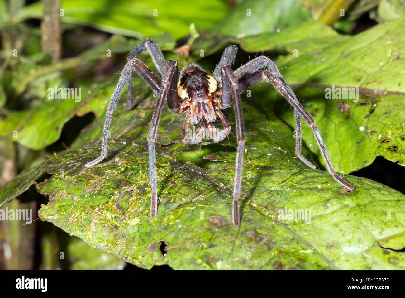 Pêche (Araignée géante Ancylometes sp.) d'hommes avec des pédipalpes dans rainforest en Amazonie équatorienne Banque D'Images