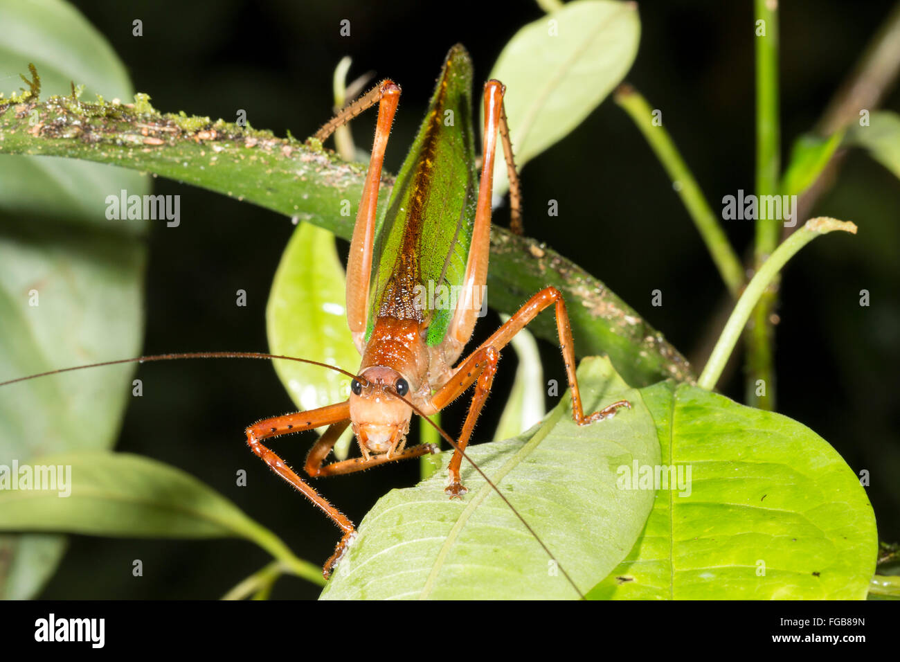Green bush cricket dans une forêt d'arbustes, de l'Équateur Banque D'Images