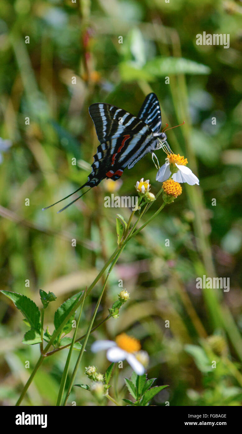 Zebra Swallowtail Butterfly on Flower Banque D'Images