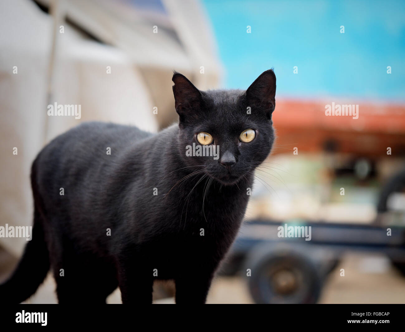 Portrait de Chat noir à l'extérieur Banque D'Images