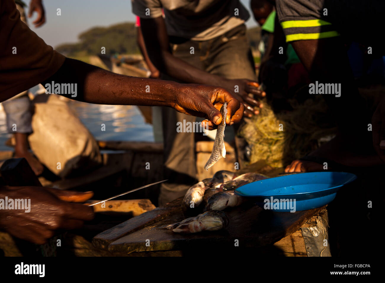 Les pêcheurs préparer des poissons fraîchement pêchés dans le soleil matinal. L'Afrique, l'Éthiopie Hawassa Lake Banque D'Images