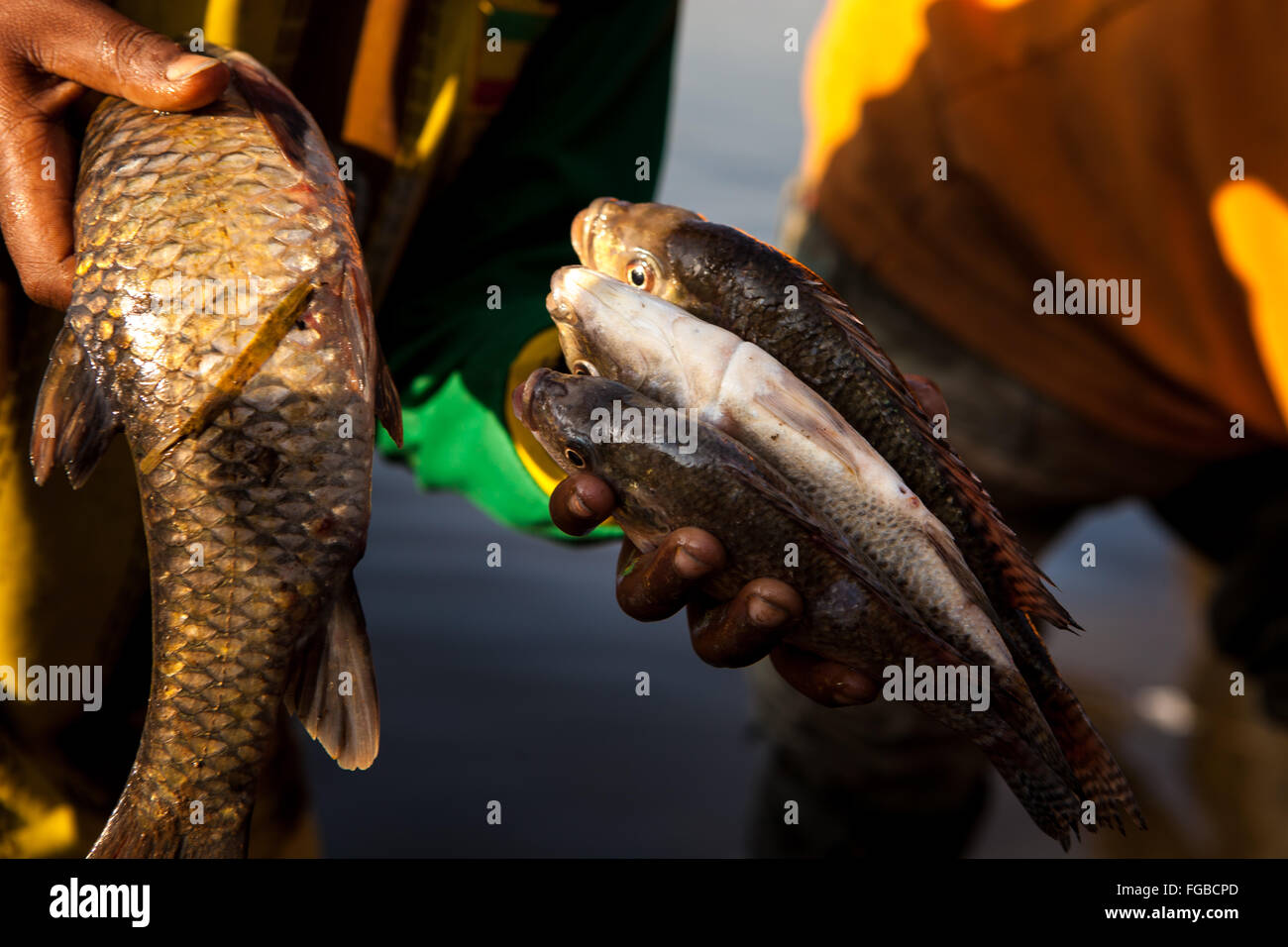 Fresh talapia pris sur les rives du lac de Hawassa, Éthiopie Afrique. Banque D'Images