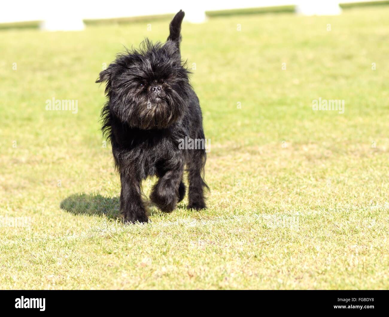 Un petit jeune chien Affenpinscher noir avec un court manteau de fil shaggy marche sur l'herbe. L'Affie ressemble à un singe et est un Banque D'Images