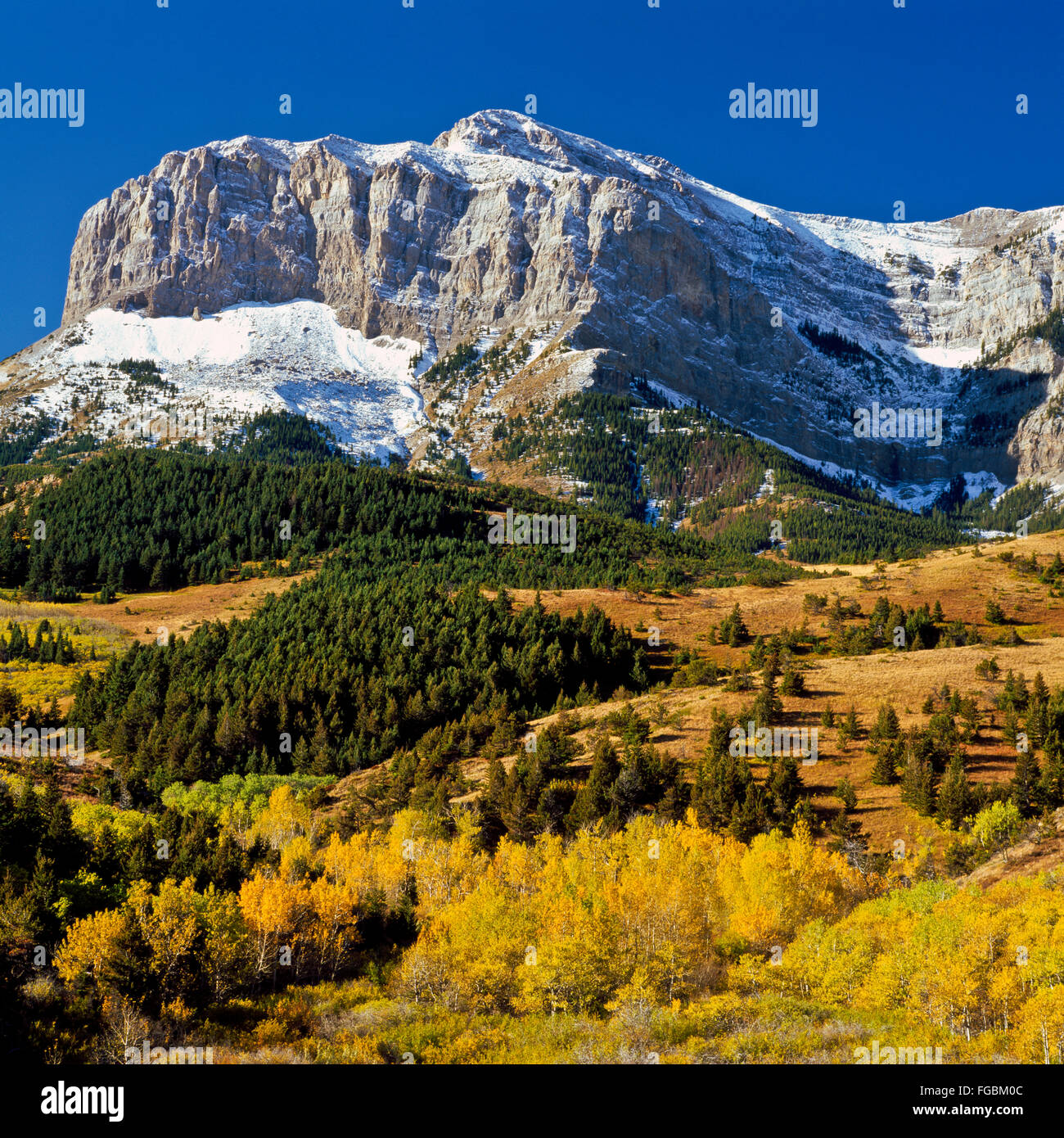 Couleurs d'automne ci-dessous vieil homme des collines le long de la rocky mountain/près de dupuyer, Montana Banque D'Images