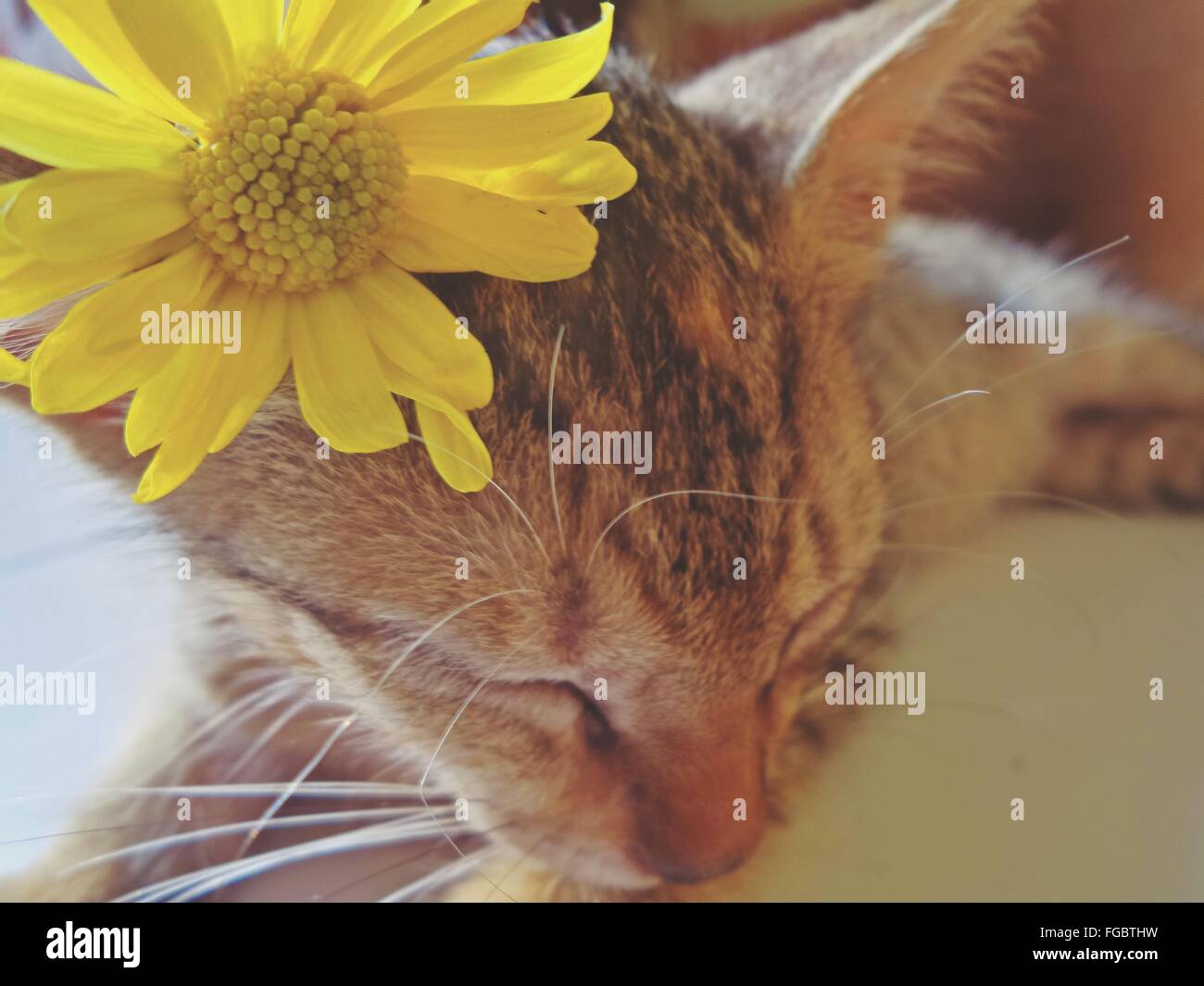 Portrait Of Fresh Fleur Jaune Sur La Tete De Chat Photo Stock Alamy