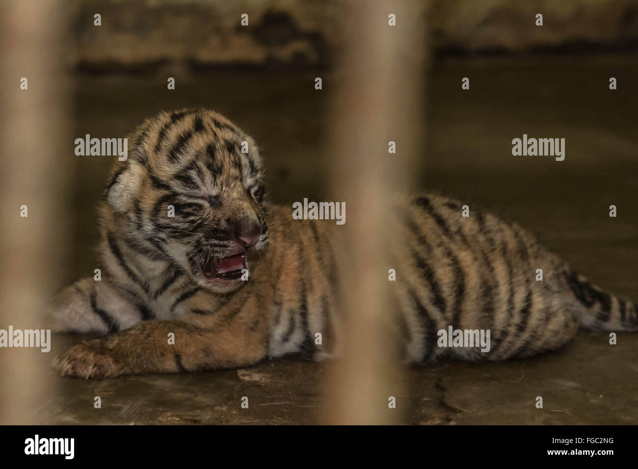 Medan. 16Th Jun 2016. Photo prise le 18 février 2016 montre un nouveau-né tigre de Sumatra à l'intérieur d'une cage au zoo de Surabaya en Indonésie du Nord de Sumatra, en Indonésie. Credit : Tanto H./Xinhua/Alamy Live News Banque D'Images