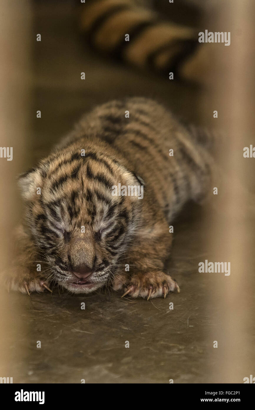 Medan. 16Th Jun 2016. Photo prise le 18 février 2016 montre un nouveau-né tigre de Sumatra à l'intérieur d'une cage au zoo de Surabaya en Indonésie du Nord de Sumatra, en Indonésie. Credit : Tanto H./Xinhua/Alamy Live News Banque D'Images