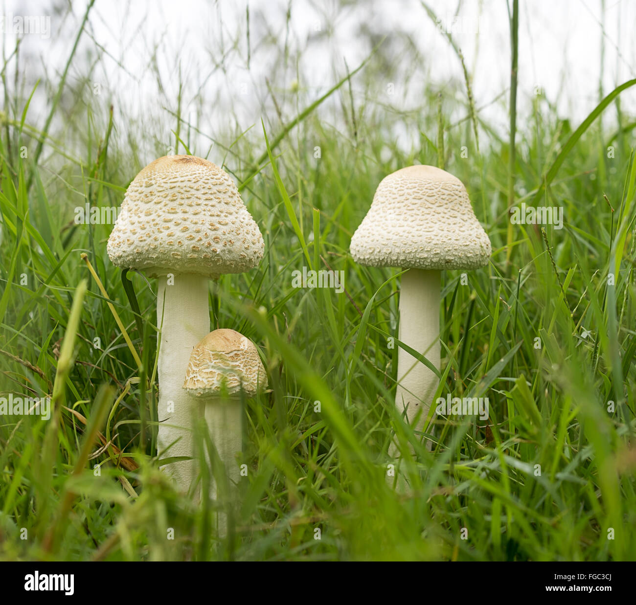 L'Australie trois jeunes champignons parasol poussant dans l'herbe verte longue, humide Banque D'Images