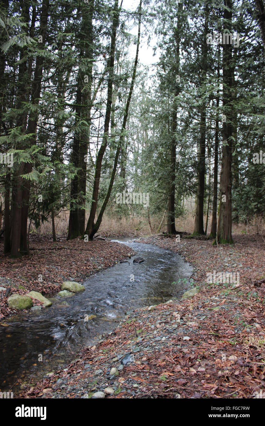 Stream dans la forêt Banque D'Images