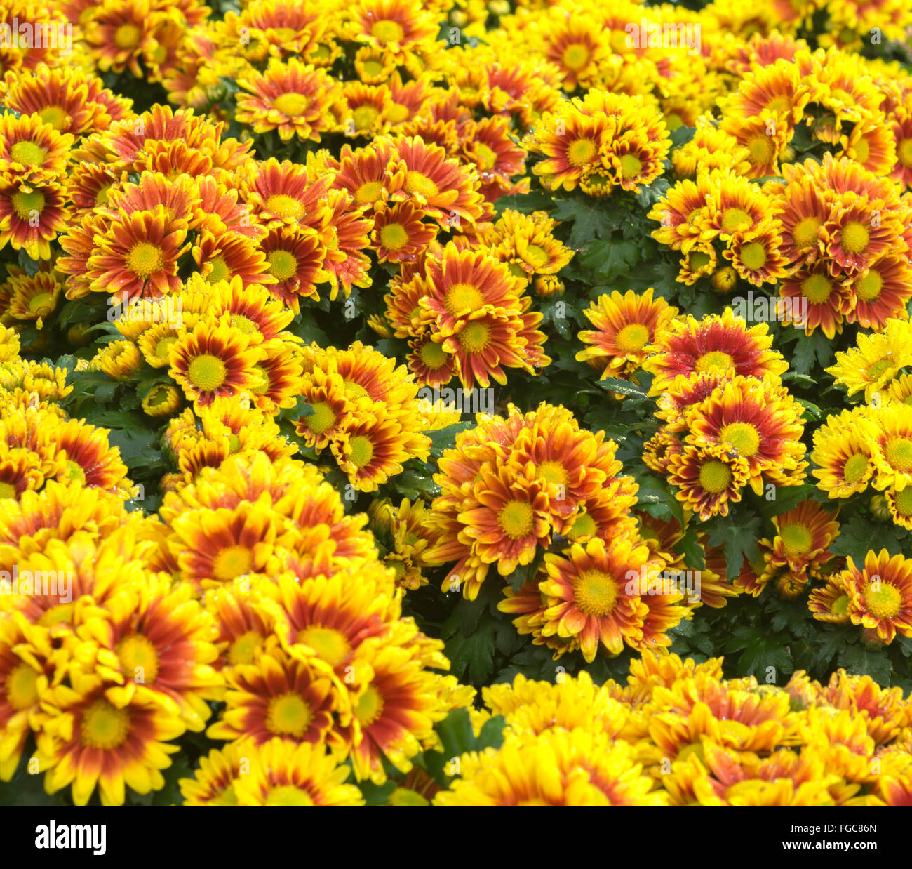 La bande orange fond fleur de chrysanthème jaune Banque D'Images