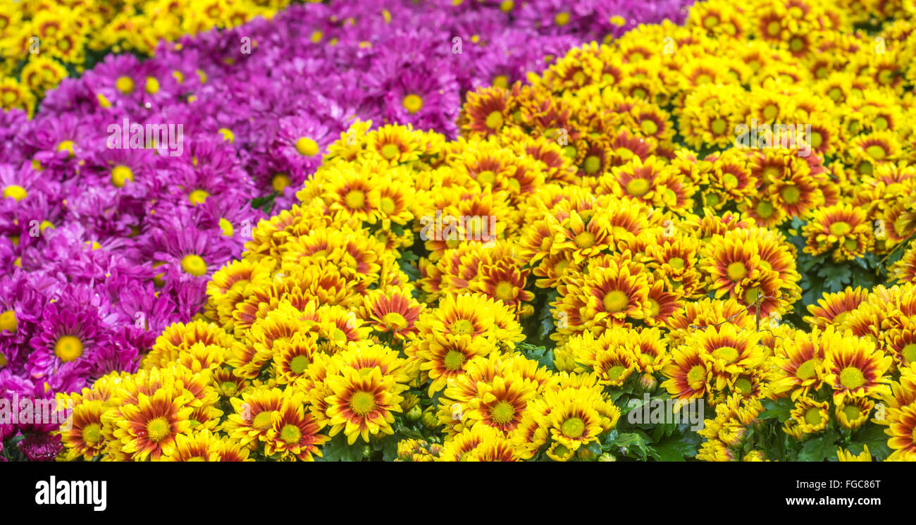 La bande orange jaune et violet fleur de chrysanthème Banque D'Images