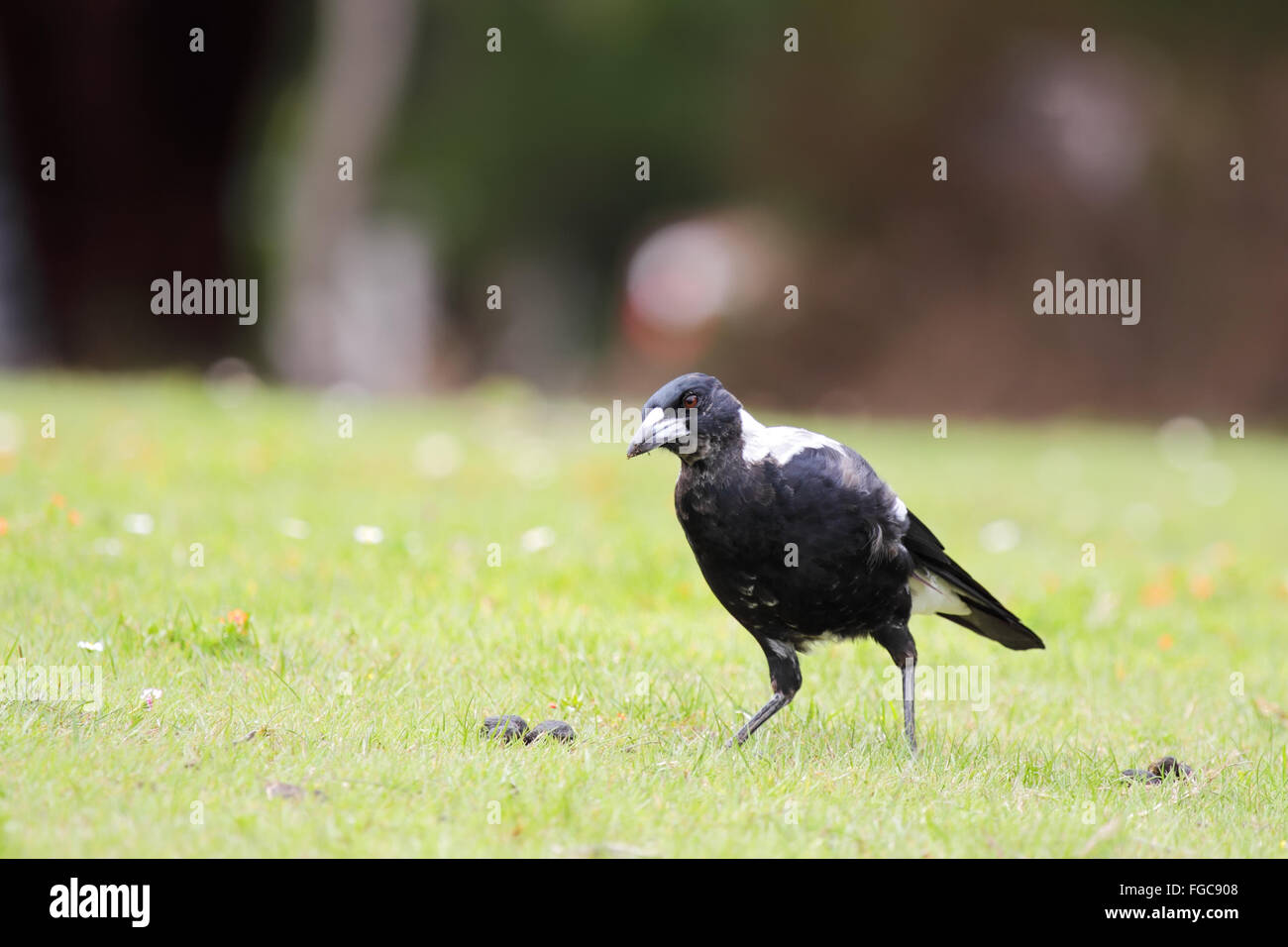 Cassican flûteur (Cracticus tibicen) dans la réserve naturelle Tower Hill Wildlife Reserve près de Warrnambool, Victoria, Australie. Banque D'Images