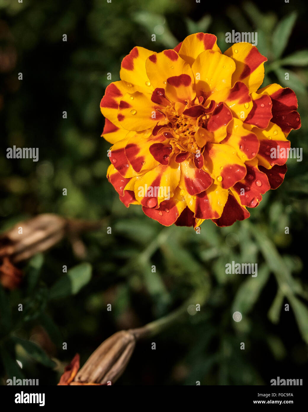 Un oeillet, Tagetes patula, couverts de gouttes dans un lit de fleur en Oklahoma, USA. Souvent utilisé comme épice dans la cuisine. Banque D'Images