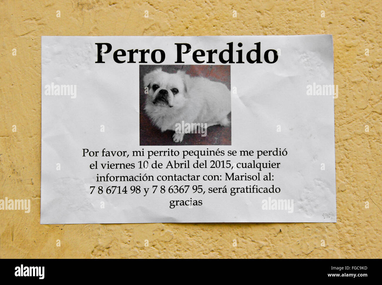 Avis en espagnol pour chien perdu, La Havane, Cuba Banque D'Images