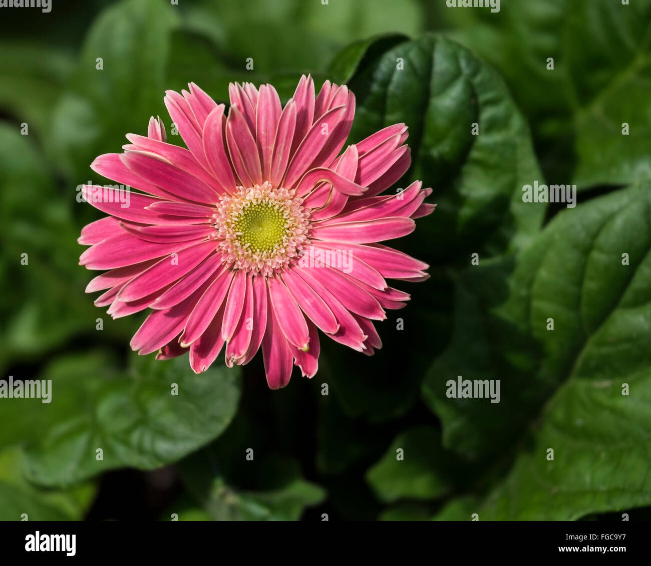 Un gerbera rouge-orange Gerbera jamesonii Marguerite, de plus en plus, à l'extérieur de l'Oklahoma, USA. Banque D'Images