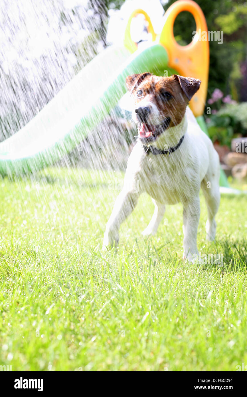 La race de chien Jack Russell Terrier sur l'herbe verte sur une journée ensoleillée . Jouer avec un chien. Chien dans le jardin Banque D'Images