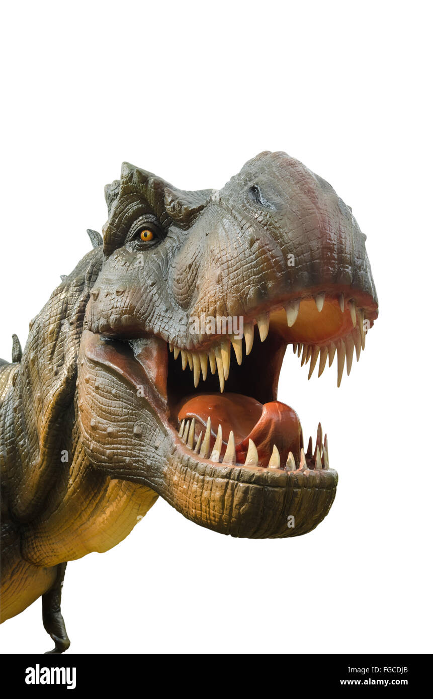 T Rex dinosaures agressifs sur fond blanc. Banque D'Images