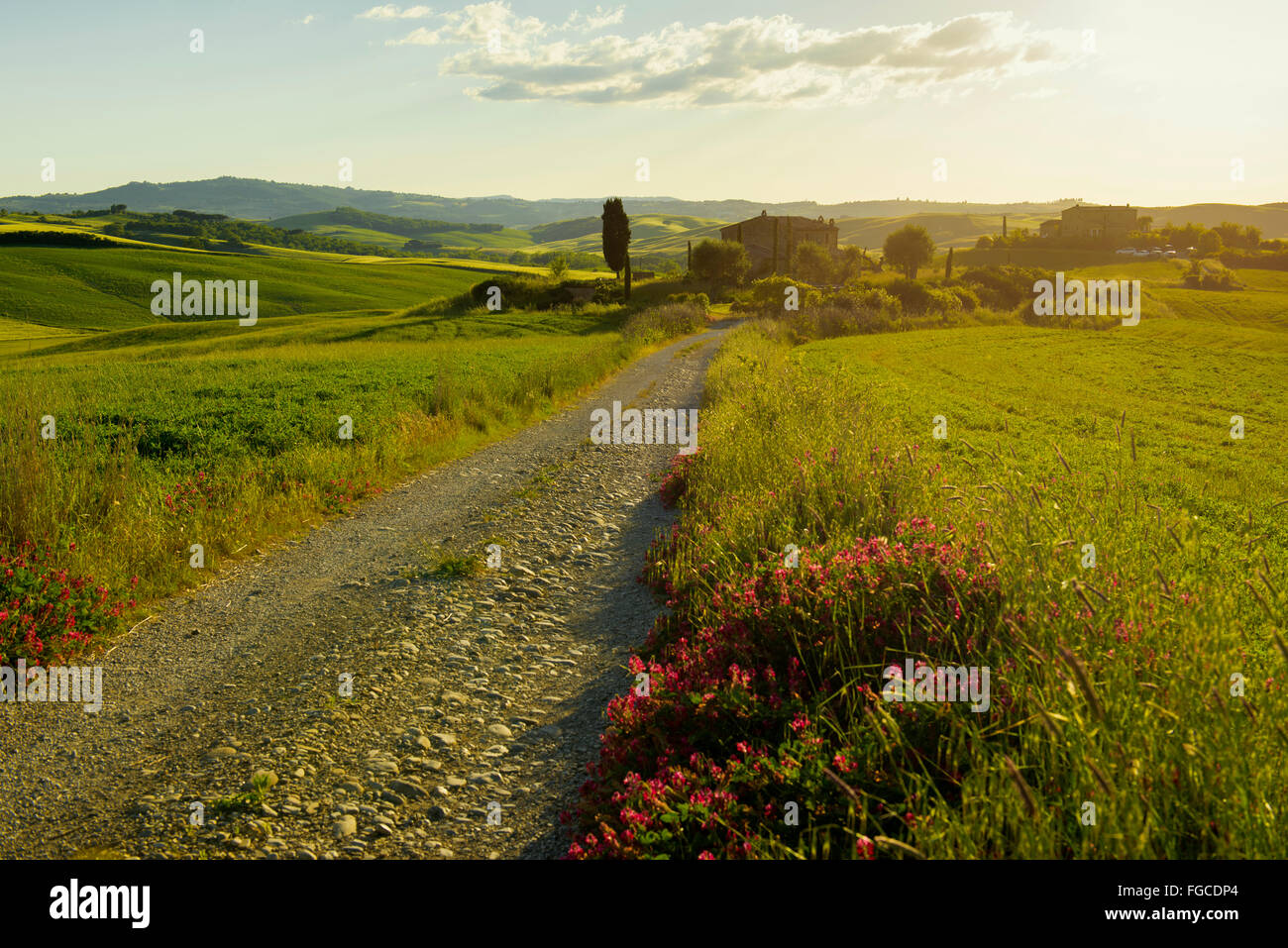 Paysage avec chemin de terre, près de Pienza, Val d&# 39;Orcia, Province de Sienne, Toscane, Italie Banque D'Images