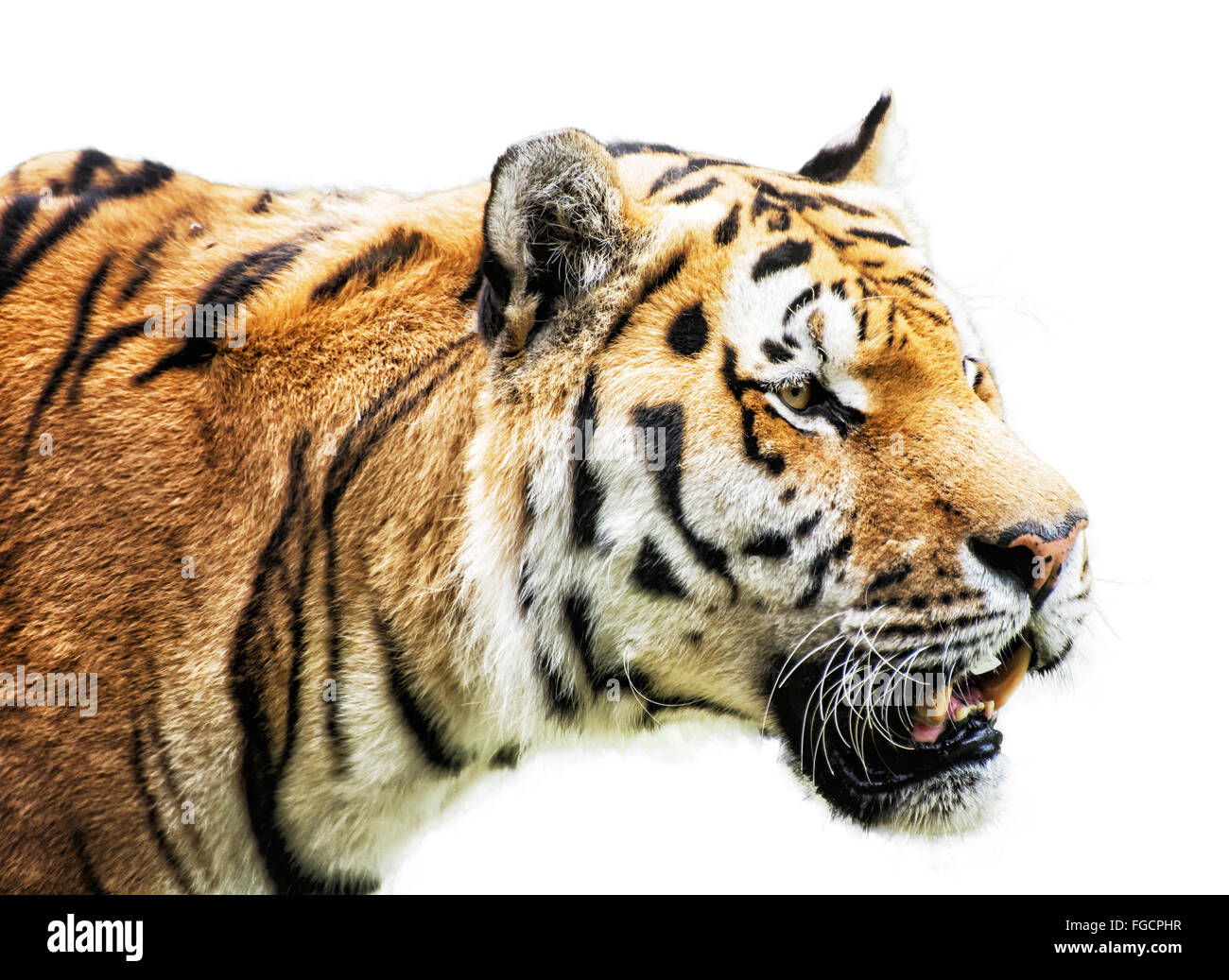 - Tigre de Sibérie Panthera tigris altaica - également connu sous le nom de l'Amur tiger, est une sous-espèce de tigre qui habitent principalement le Sikhote Ali Banque D'Images