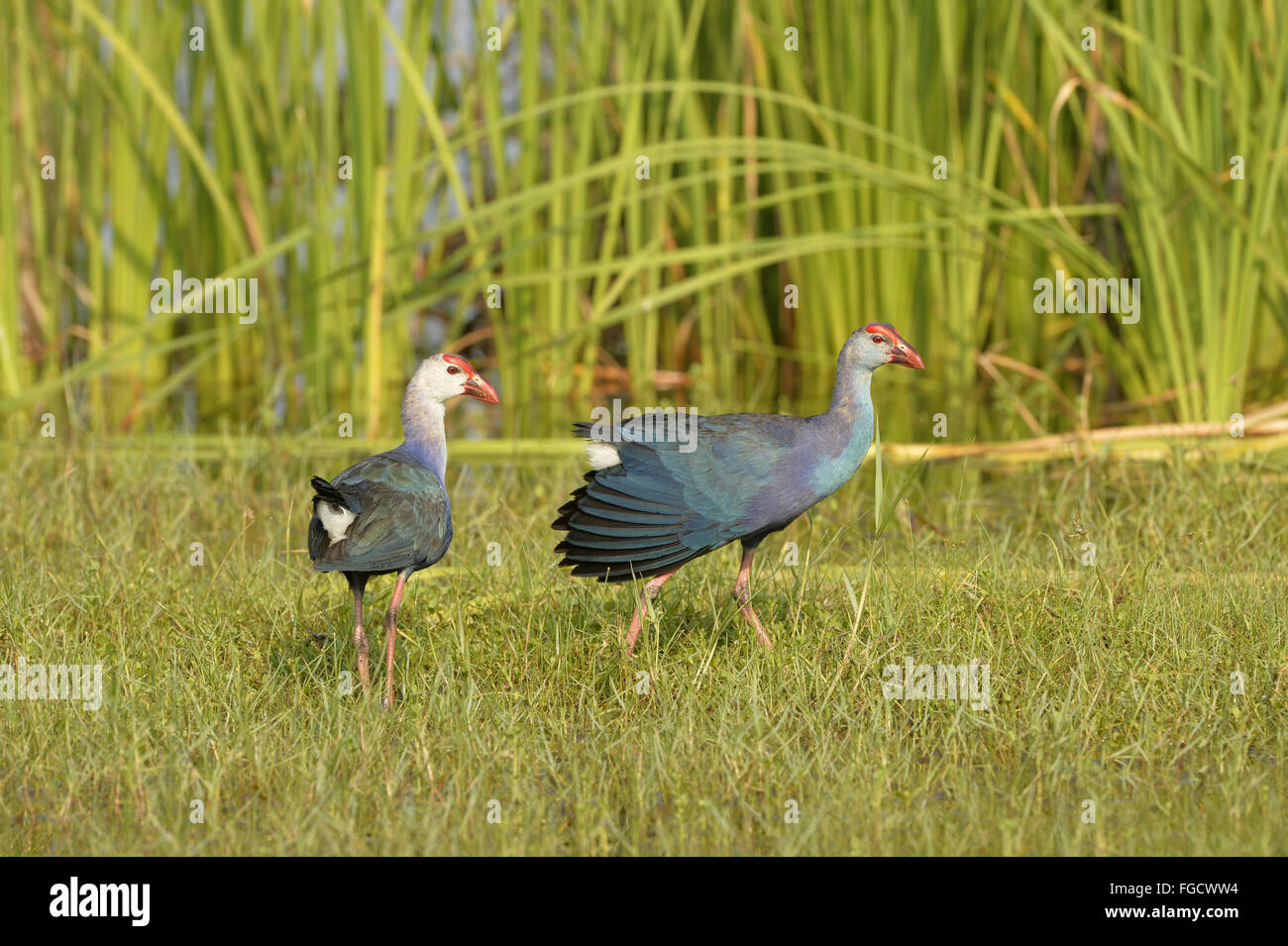 Talève Sultane à tête grise (Porphyrio poliocephalus) paire adultes, marcher sur l'herbe, Bundala N.P., Sri Lanka, Mars Banque D'Images