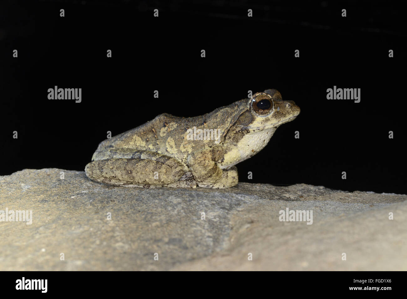 Mousse sud-nest (Chiromantis xerampelina Treefrog) adulte, assis sur la roche, N.P., Kafue en Zambie, Novembre Banque D'Images