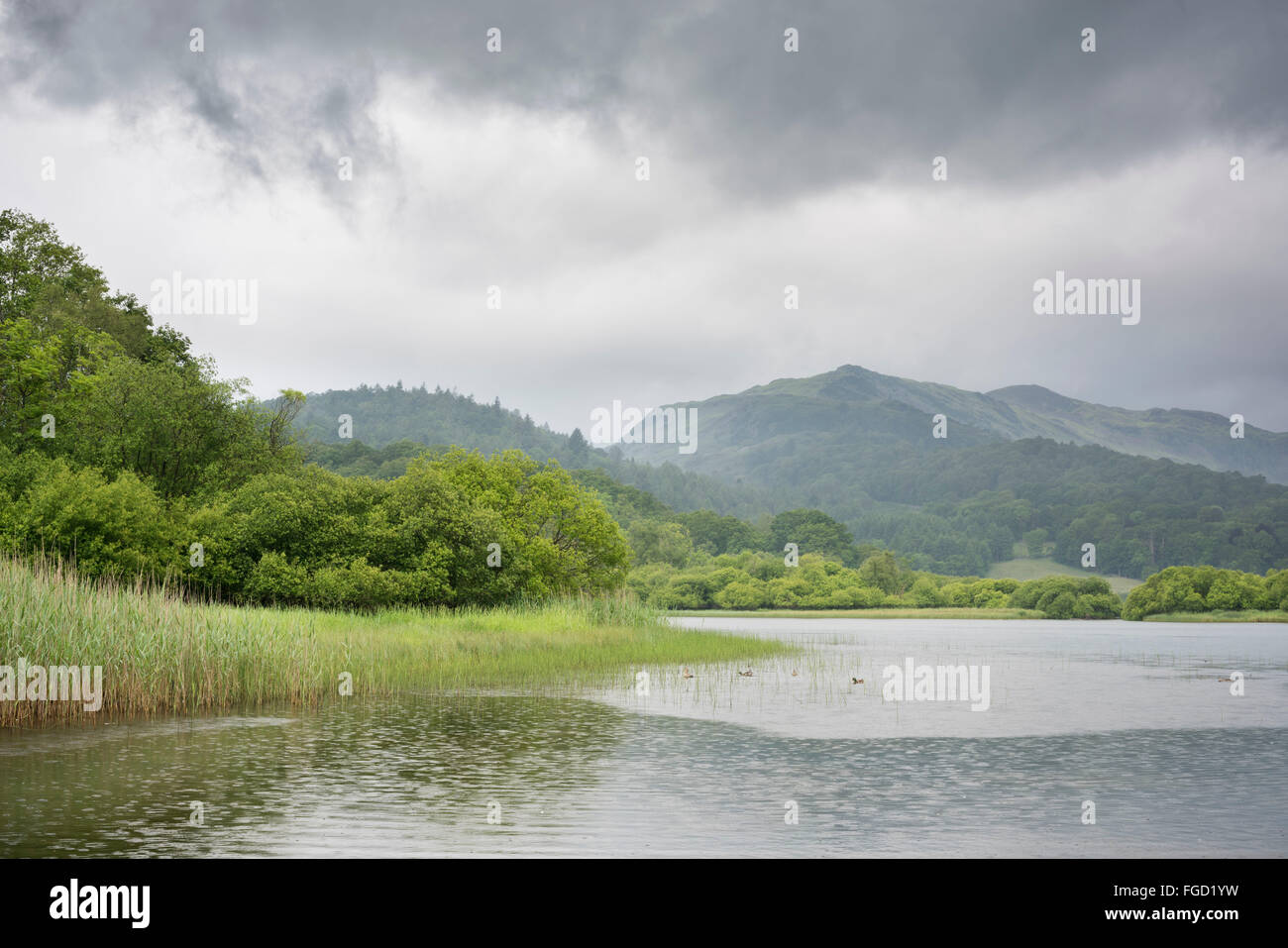 L'eau Elter, Cumbria. Banque D'Images