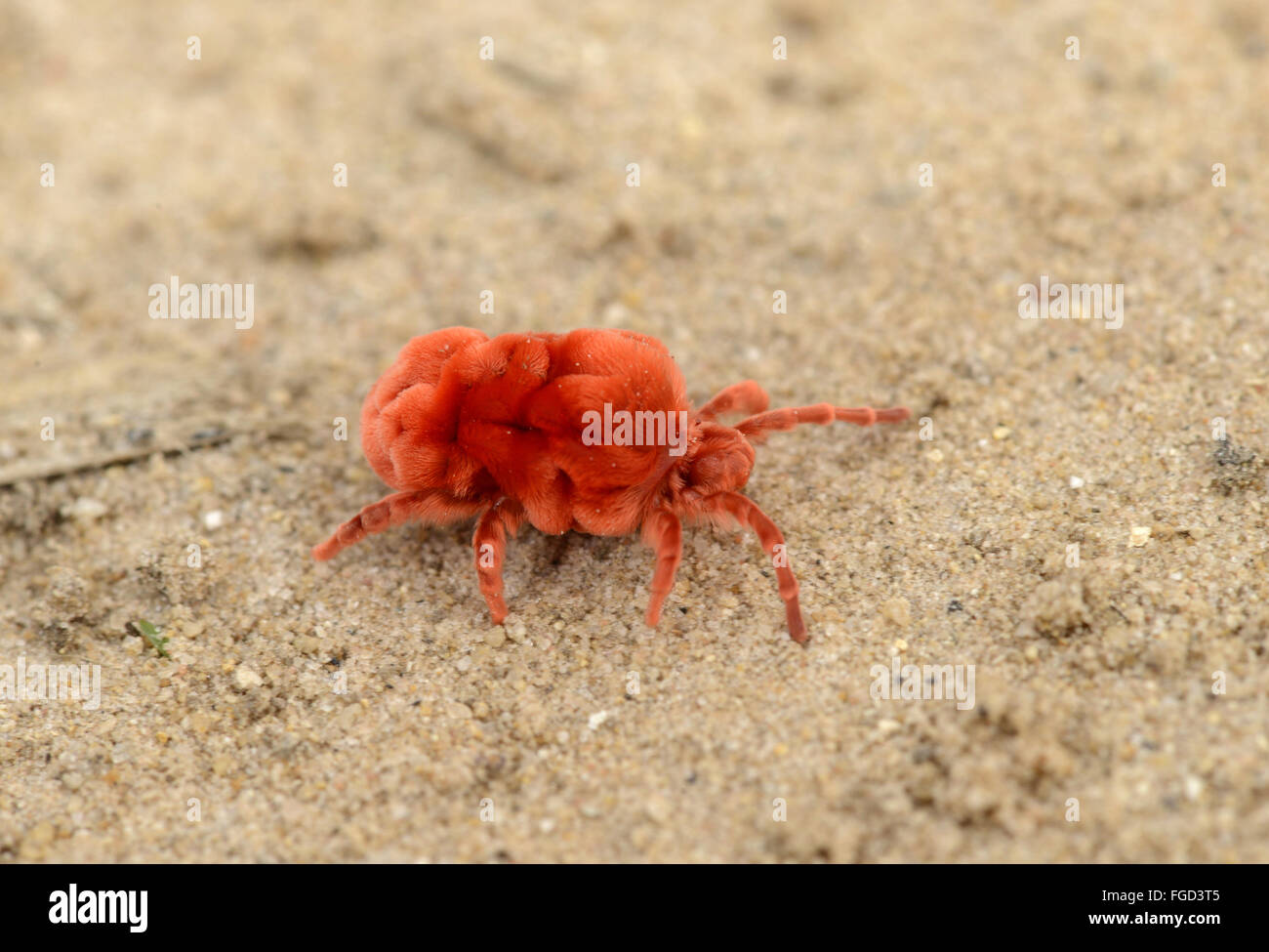 Mite (velours Trombidiidae sp.) des profils, dans le sable, N.P., Kafue en Zambie, Novembre Banque D'Images