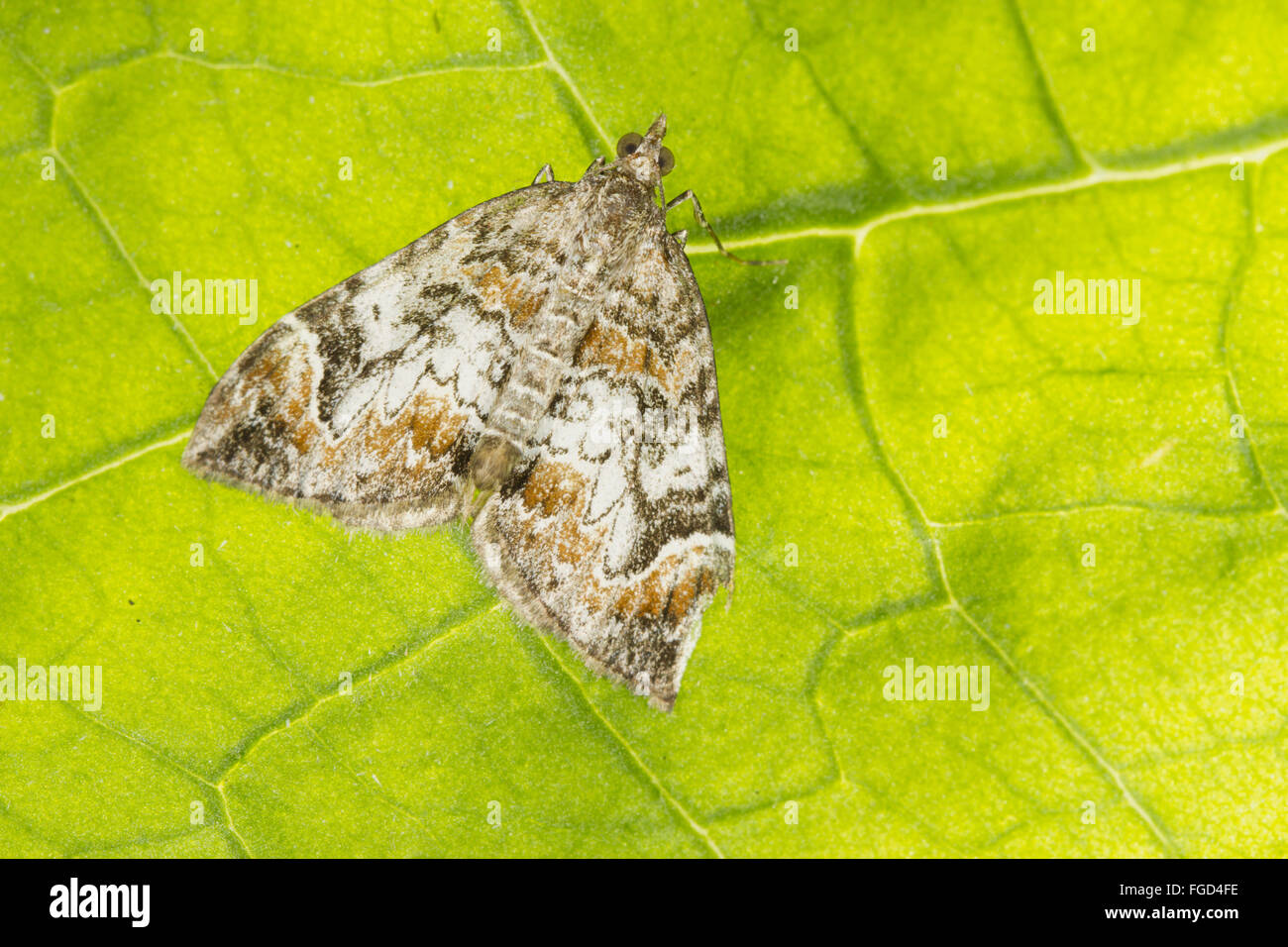 Tapis de marbre foncé (Dysstroma citrata) adulte, reposant sur feuille, Powys, Pays de Galles, août Banque D'Images