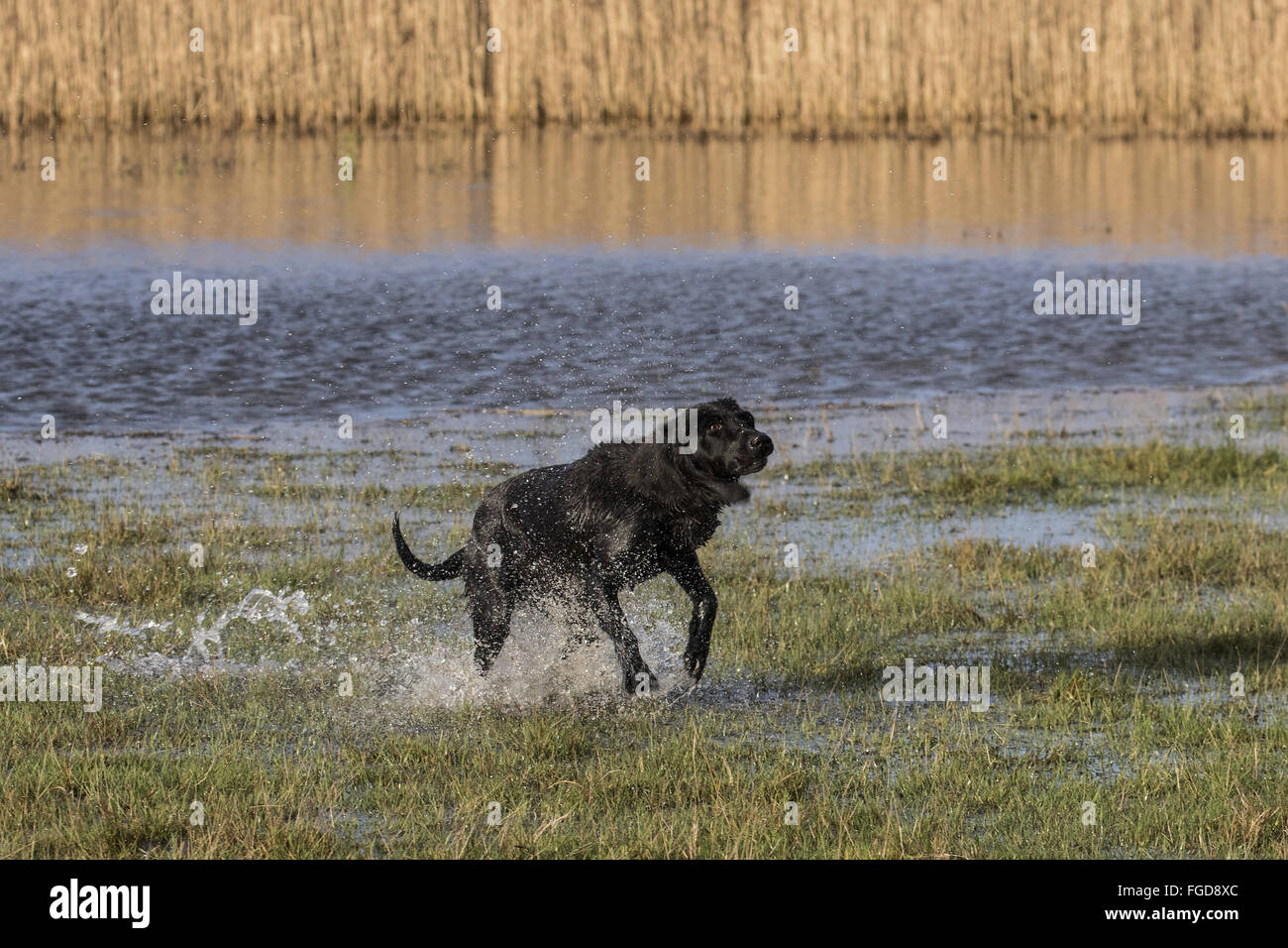 Labrador noir agitant après la baignade Banque D'Images