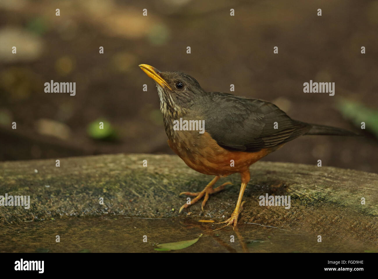 (Turdus olivaceus Olive pondoensis) adulte, l'eau de piscine, forêt Dlinza, Eshowe, Zululand, KwaZulu-Natal, Afrique du Sud, Novembre Banque D'Images