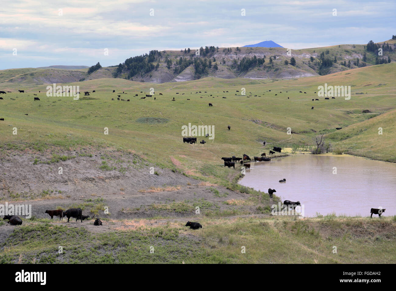 Les bovins domestiques, vaches et veaux, rassemblement des troupeaux à l'eau dans les prairies, les montagnes de la rivière Highwood, Montana, États-Unis d'Amérique, en juin Banque D'Images