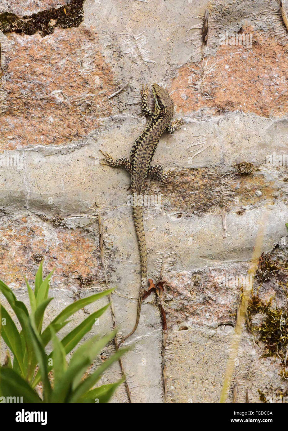 Lézard (Zootoca vivipara commun) des profils, reposant sur mur de pierre, France, juillet Banque D'Images