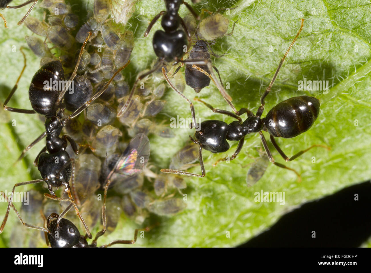Jet-black (Ant Lasius fuliginosus) des travailleurs adultes, tendant les pucerons sur des feuilles de saule, l'Ariège Pyrénées, Midi-Pyrénées, France, juin Banque D'Images