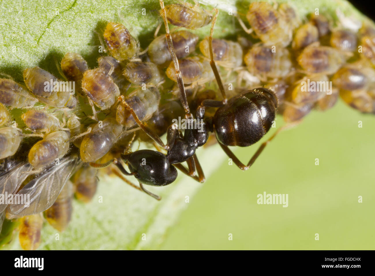 Jet-black (Ant Lasius fuliginosus) travailleur adulte, tendant les pucerons sur les feuilles de saule, l'Ariège Pyrénées, Midi-Pyrénées, France, juin Banque D'Images