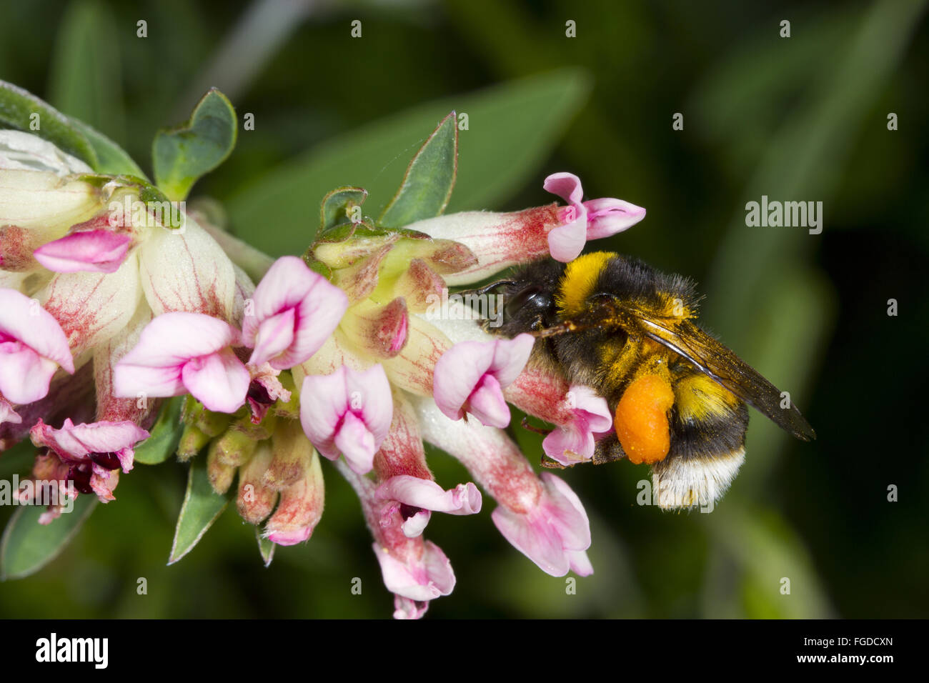 Le cerf commun bourdon (Bombus lucorum) travailleur adulte, déjà chargées de pollen, nectar de voler les reins-vesce (Anthyllis vulneraria) rose fleur fleurs, forme, l'Ariège Pyrénées, Midi-Pyrénées, France, juin Banque D'Images