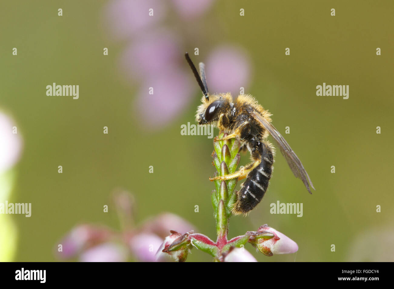 Sillon à pattes orange-bee (Halictus rubicundus) mâle adulte, sur la bruyère commune (Calluna vulgaris), Powys, Pays de Galles, août Banque D'Images