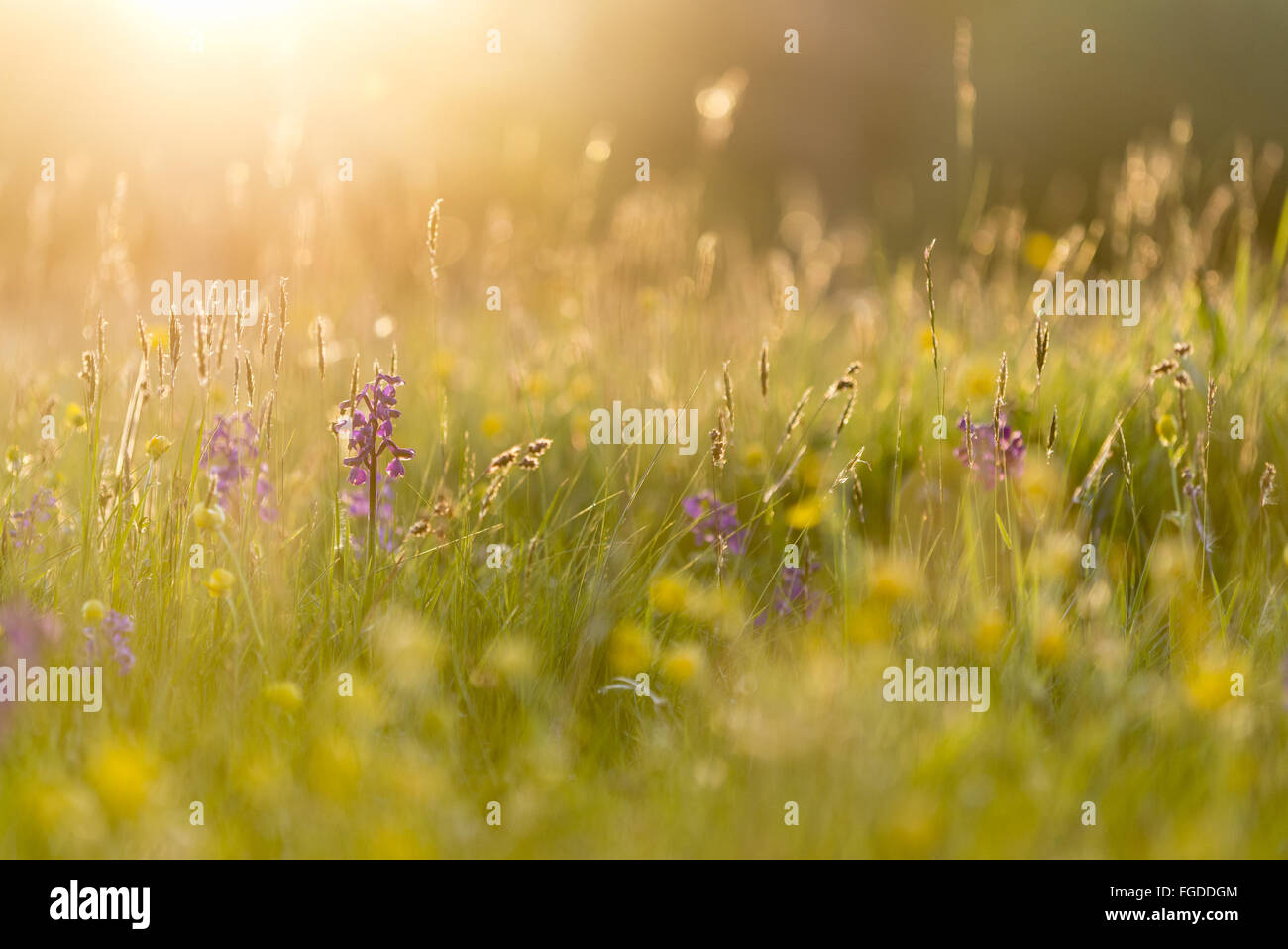 Green-winged Orchid (Orchis morio) floraison, croissant sur prairie dans la lumière du soleil du soir, Marden pré Nature Reserve, Kent, Angleterre, Mai Banque D'Images