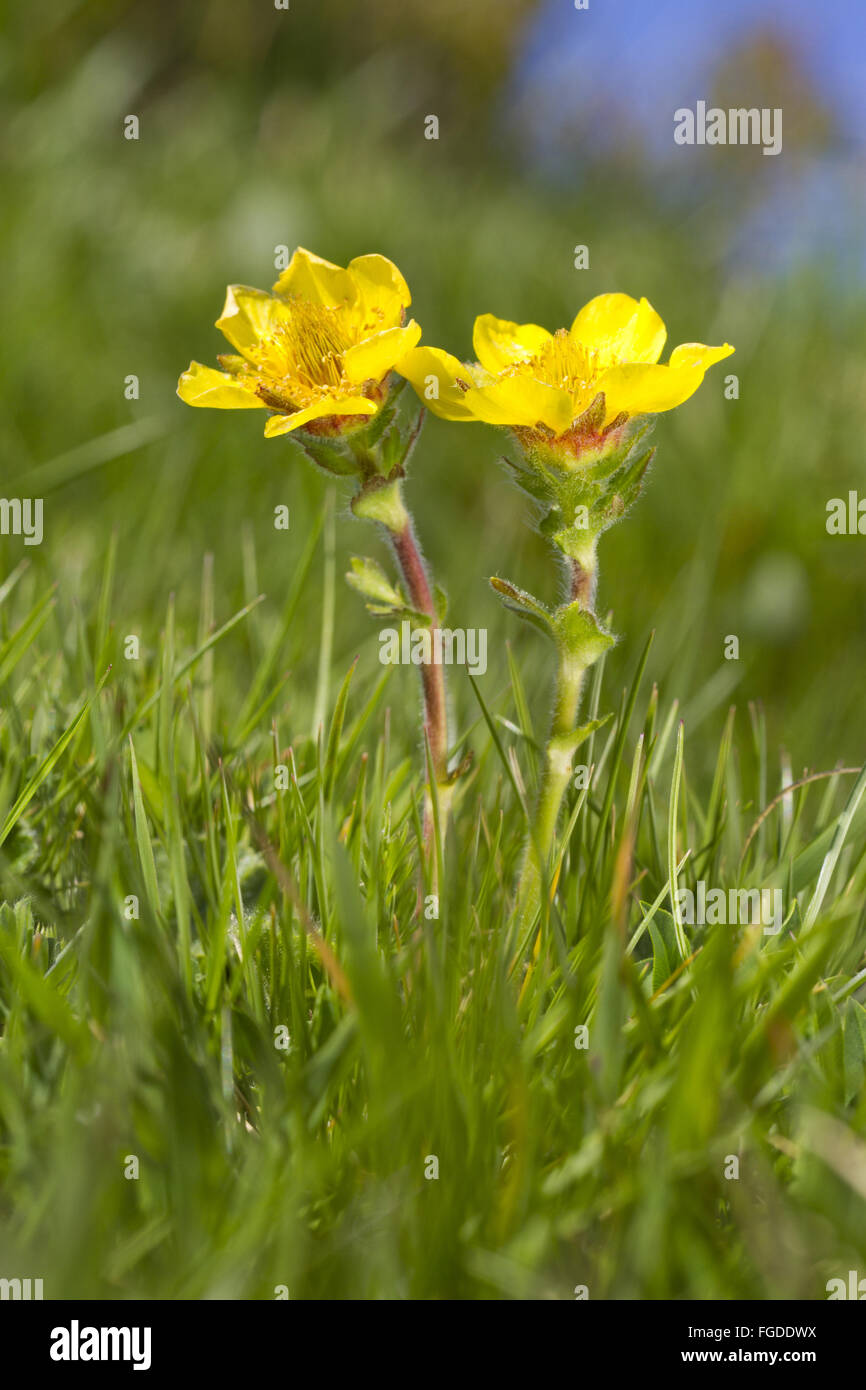 La benoîte des Pyrénées (Geum pyrenaicum) floraison, de plus en plus pré, Col de Pailheres, l'Ariège Pyrénées, Midi-Pyrénées, France, juin Banque D'Images