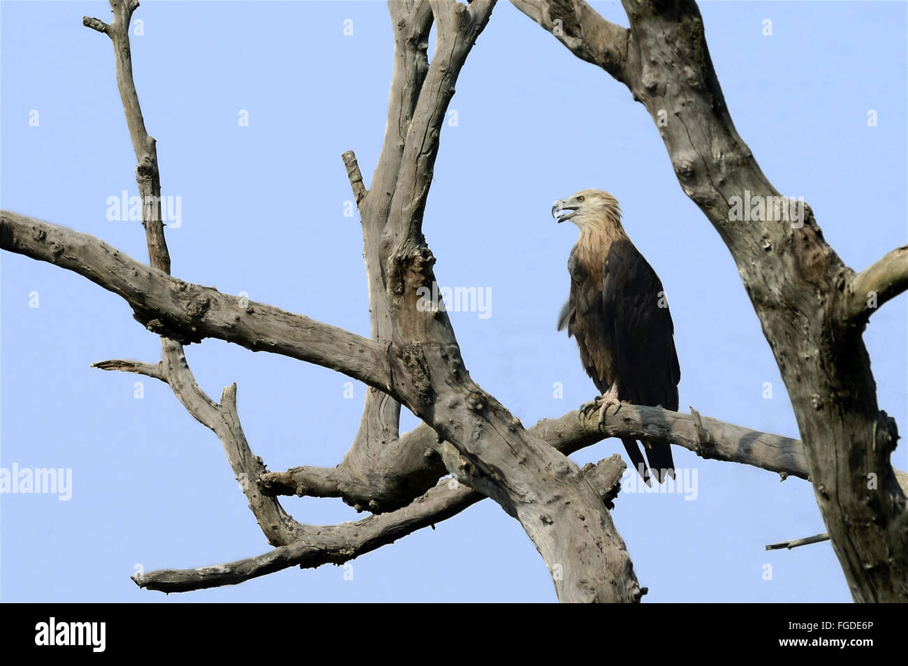 Pallas's Fish-eagle (Haliaeetus leucoryphus) adulte, haletant, perché sur branche morte, Jim Corbett N.P., Uttarkhand, INDE, Mai Banque D'Images