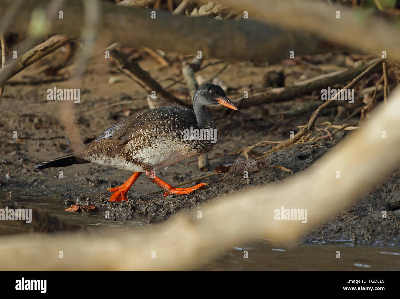 African Finfoot Podica senegalensis (petersii) mâle adulte, randonnée pédestre sur les rives, (zone humide d'iSimangaliso Wetland Park de Sainte-Lucie), KwaZulu-Natal, Afrique du Sud, Afrique du Sud, Novembre Banque D'Images