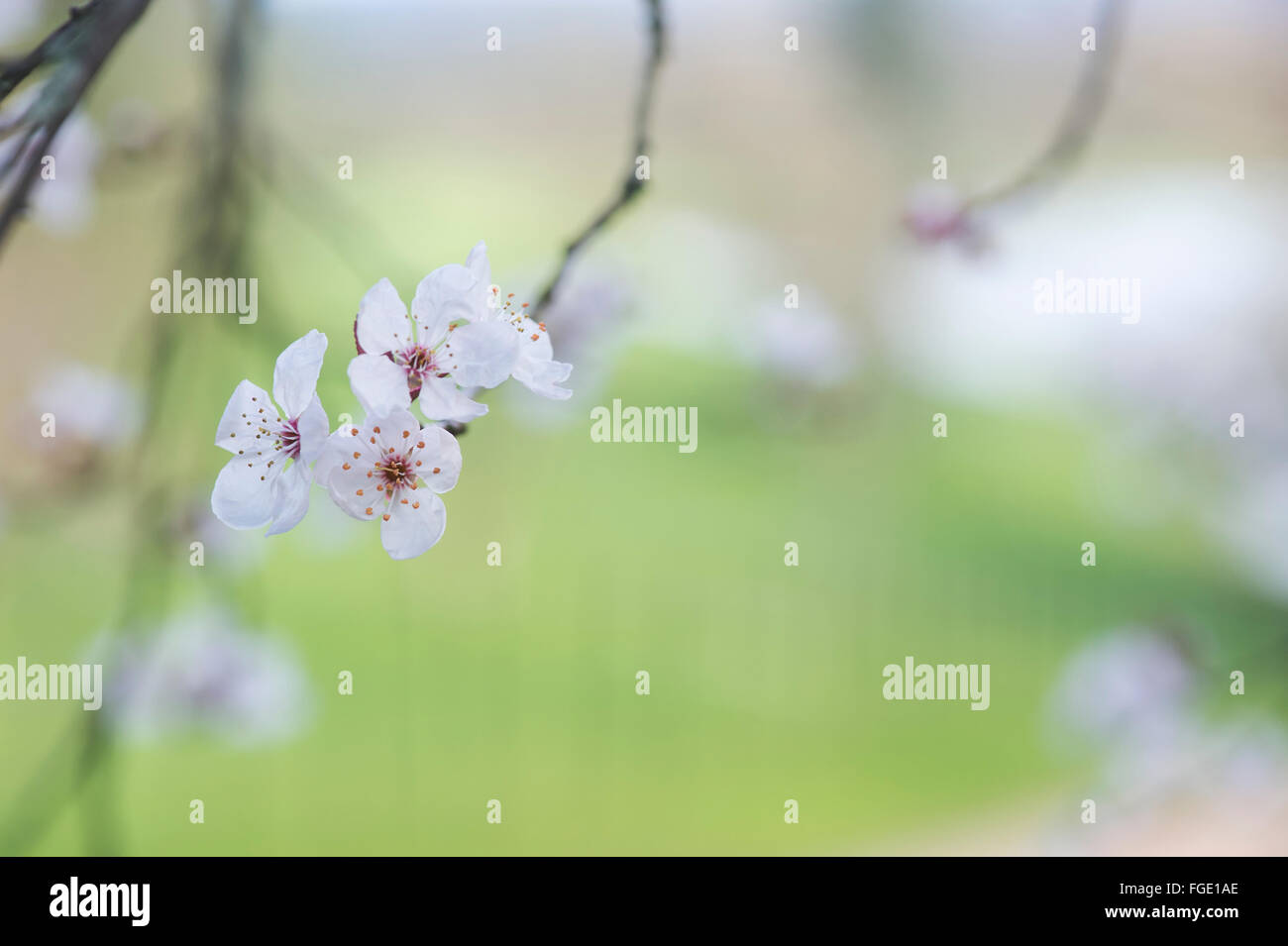 Prunus cerasifera Pissardii. Feuilles pourpre prune. Cherry Blossom tree Banque D'Images