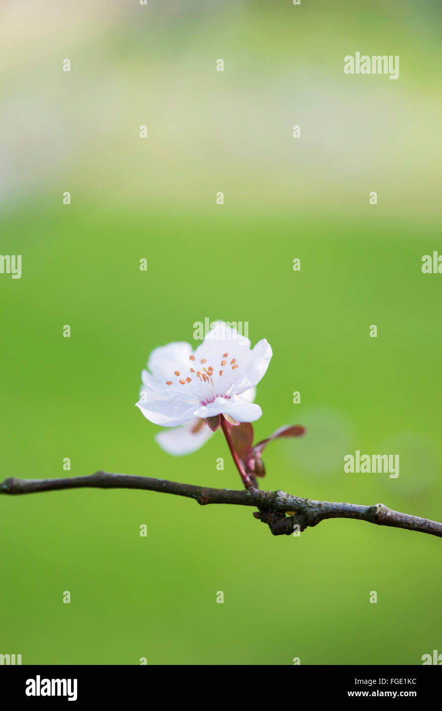 Prunus cerasifera Pissardii. Feuilles pourpre prune. Cherry Blossom tree Banque D'Images