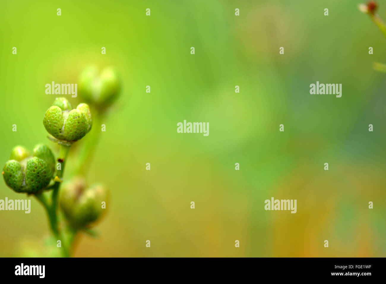 Close up de la fleur verte au début du printemps Banque D'Images