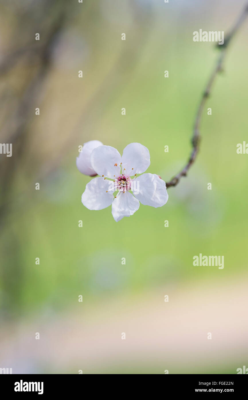Prunus cerasifera Pissardii. Feuilles pourpre prune. Cherry Blossom tree Banque D'Images