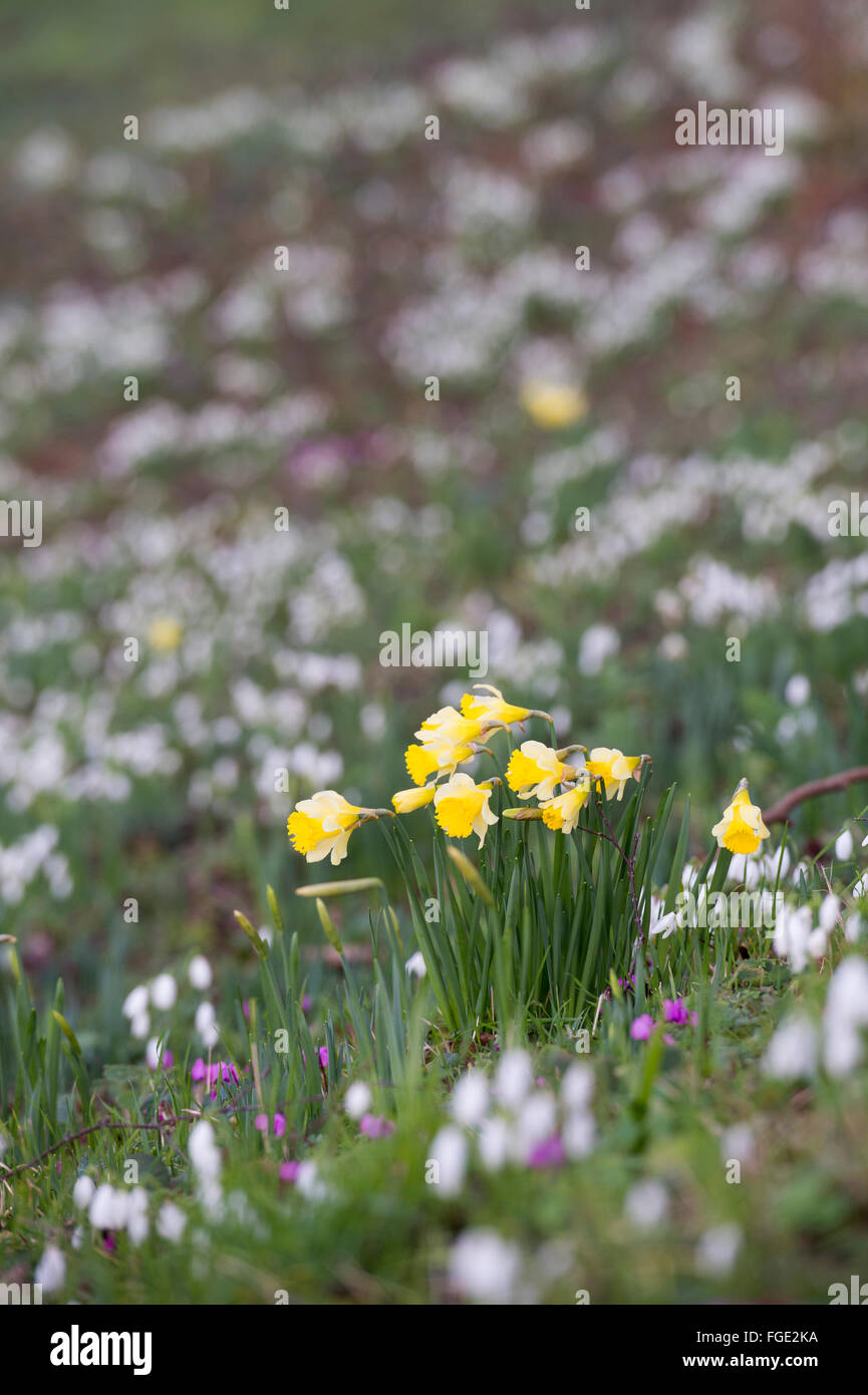 Narcisse et Galanthus. La floraison des jonquilles parmi une banque de forestiers perce-neige en février. Des Cotswolds. UK Banque D'Images